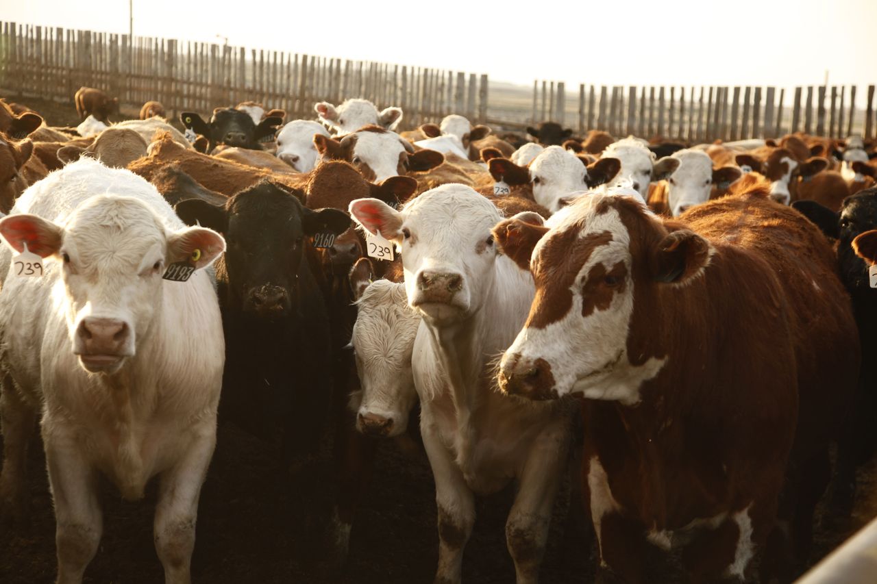 Canadian cattle, sheep, goats cleared for Philippines AGCanada AGCanada