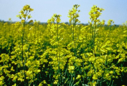 canola pic courtesy monsanto