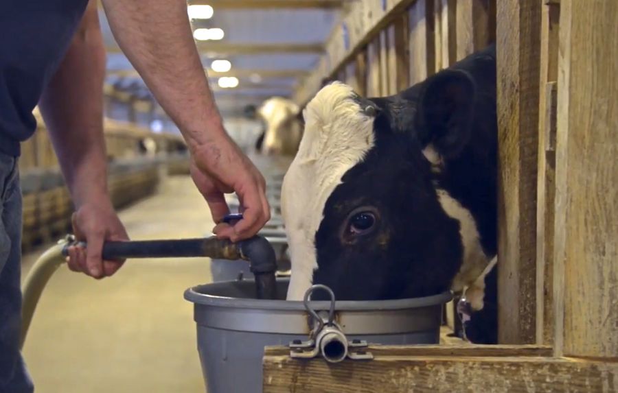 Quebec to halt ASRA for veal sector AGCanada AGCanada