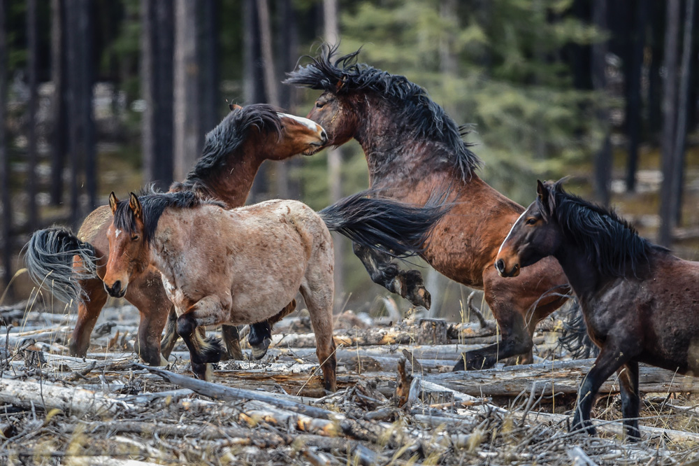 A big test for Alberta’s wild horses AGCanada AGCanada